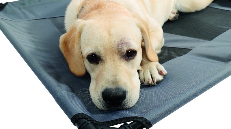 Cama Elevada - Elevated Pet bed